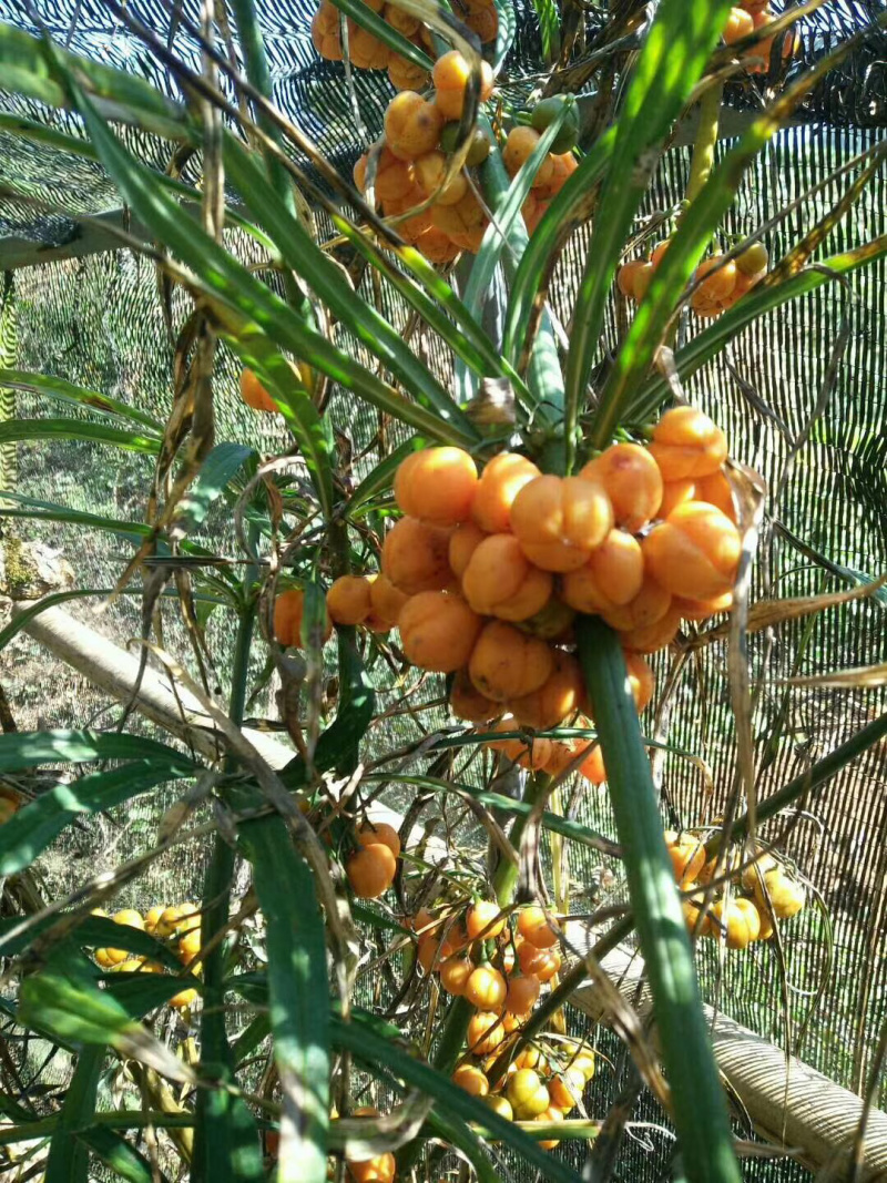 云南红花滇黄精带皮种子，全程提供全方位育苗技术