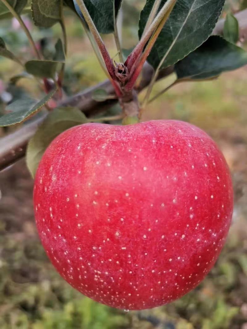 苹果苗维纳斯黄金苹果水蜜桃苹果蜜脆苹果苗烟富系