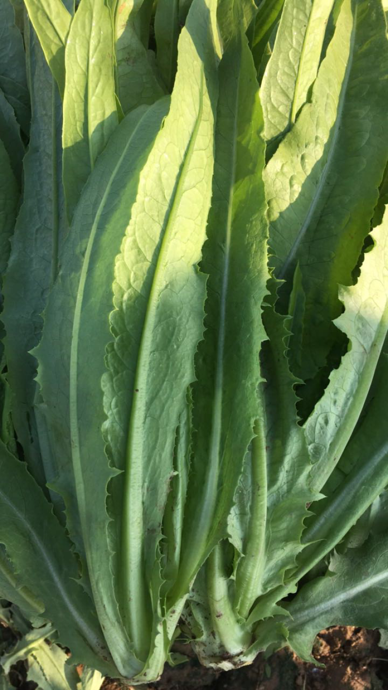 精品油麦菜