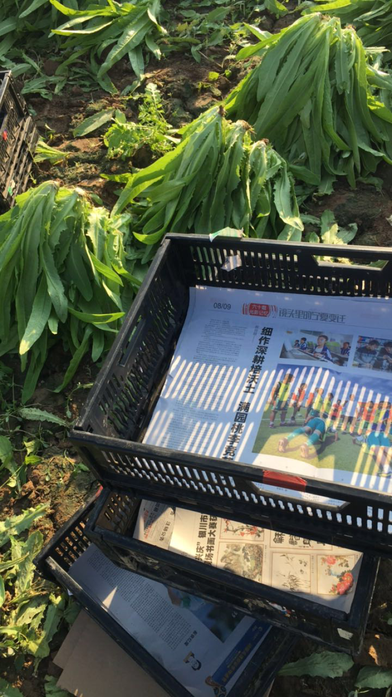 精品油麦菜