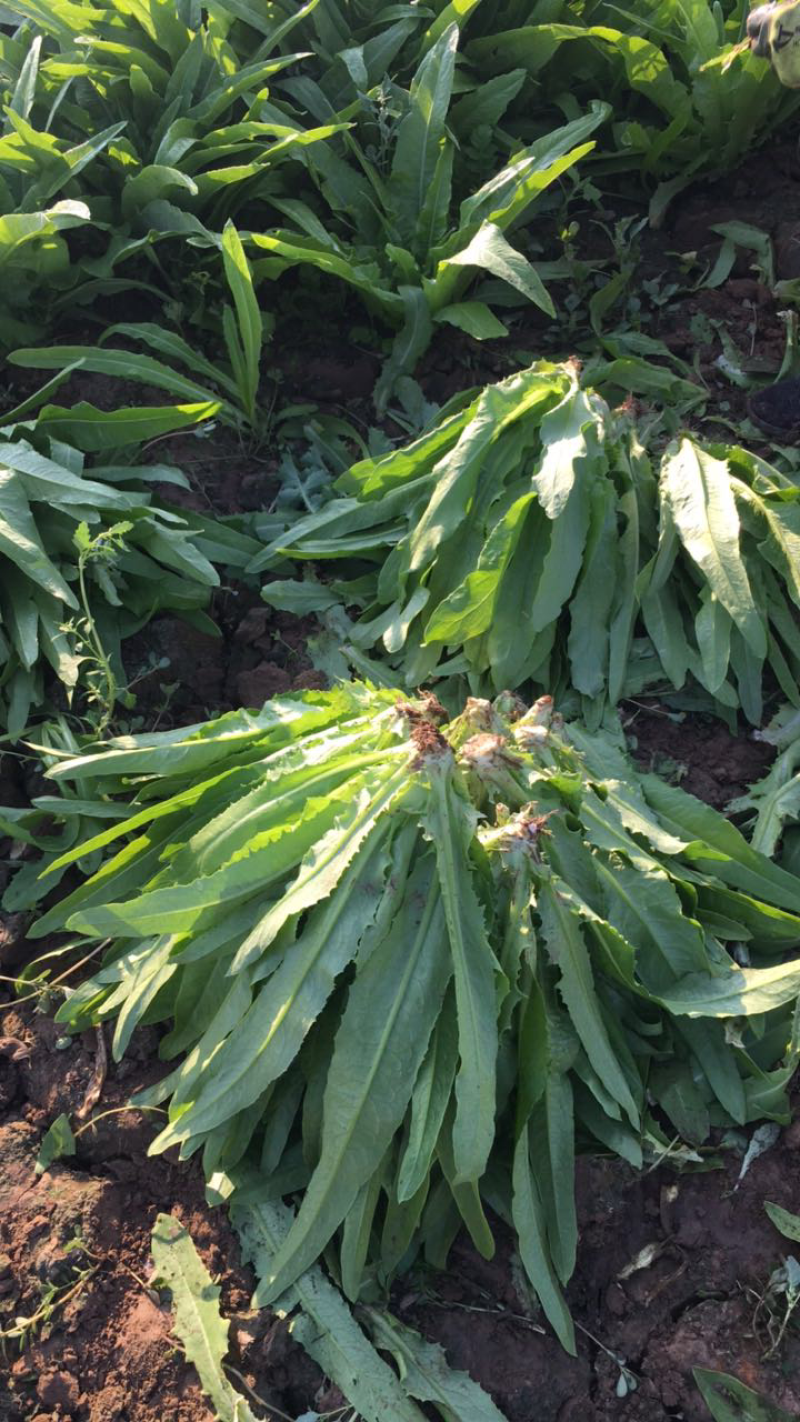 精品油麦菜