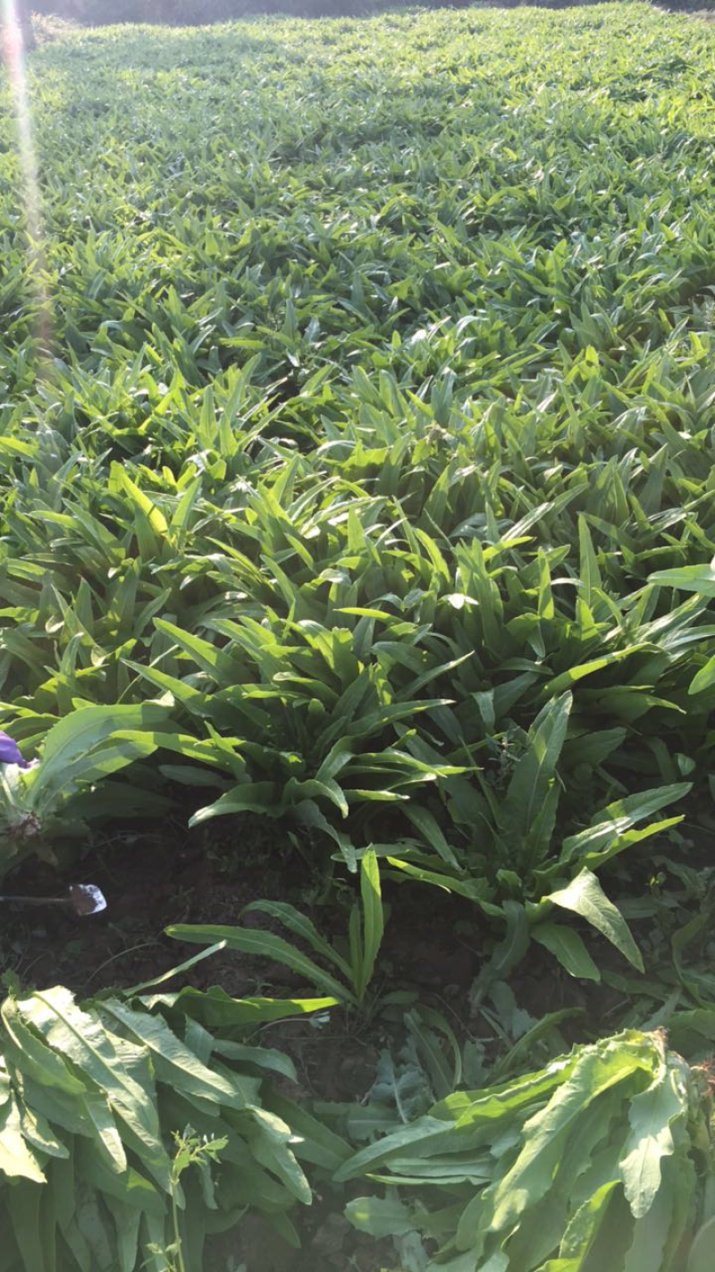 精品油麦菜