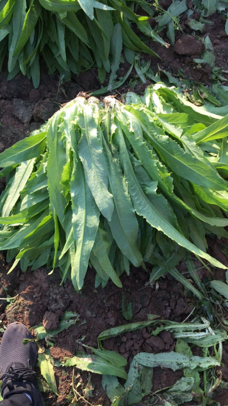 精品油麦菜