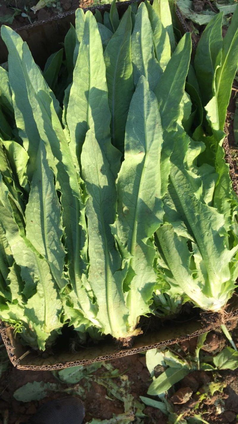 精品油麦菜