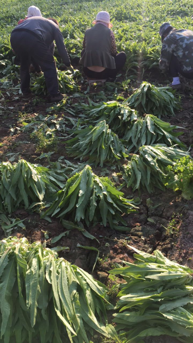 精品油麦菜