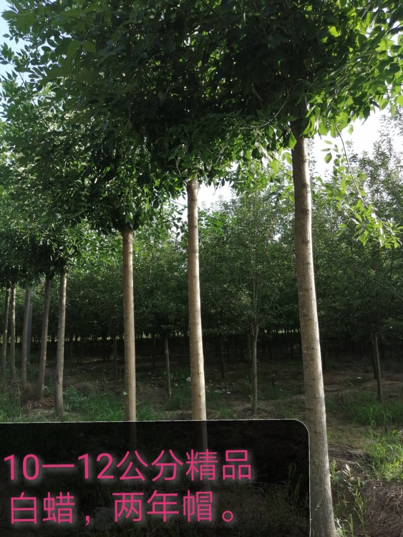 白蜡
