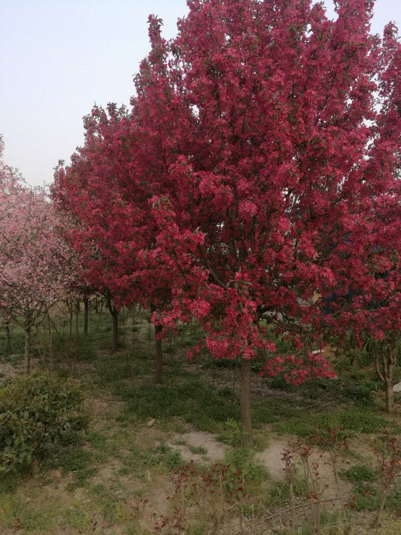 绚丽海棠