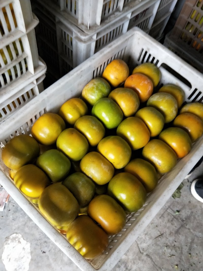 江苏方柿大量上市