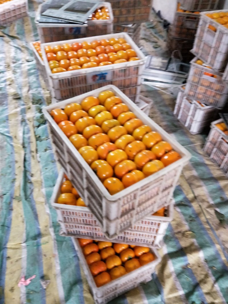 江苏方柿大量上市