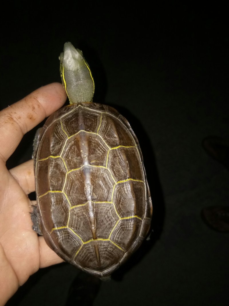 草龟