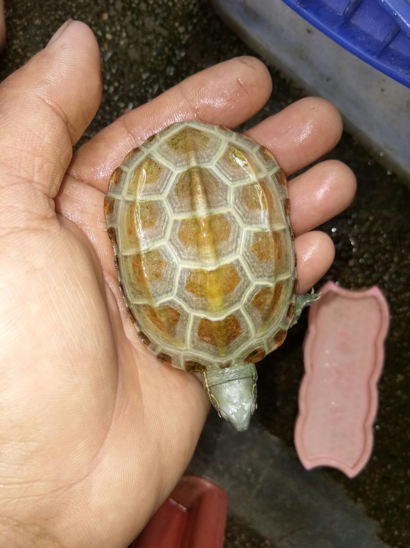 草龟