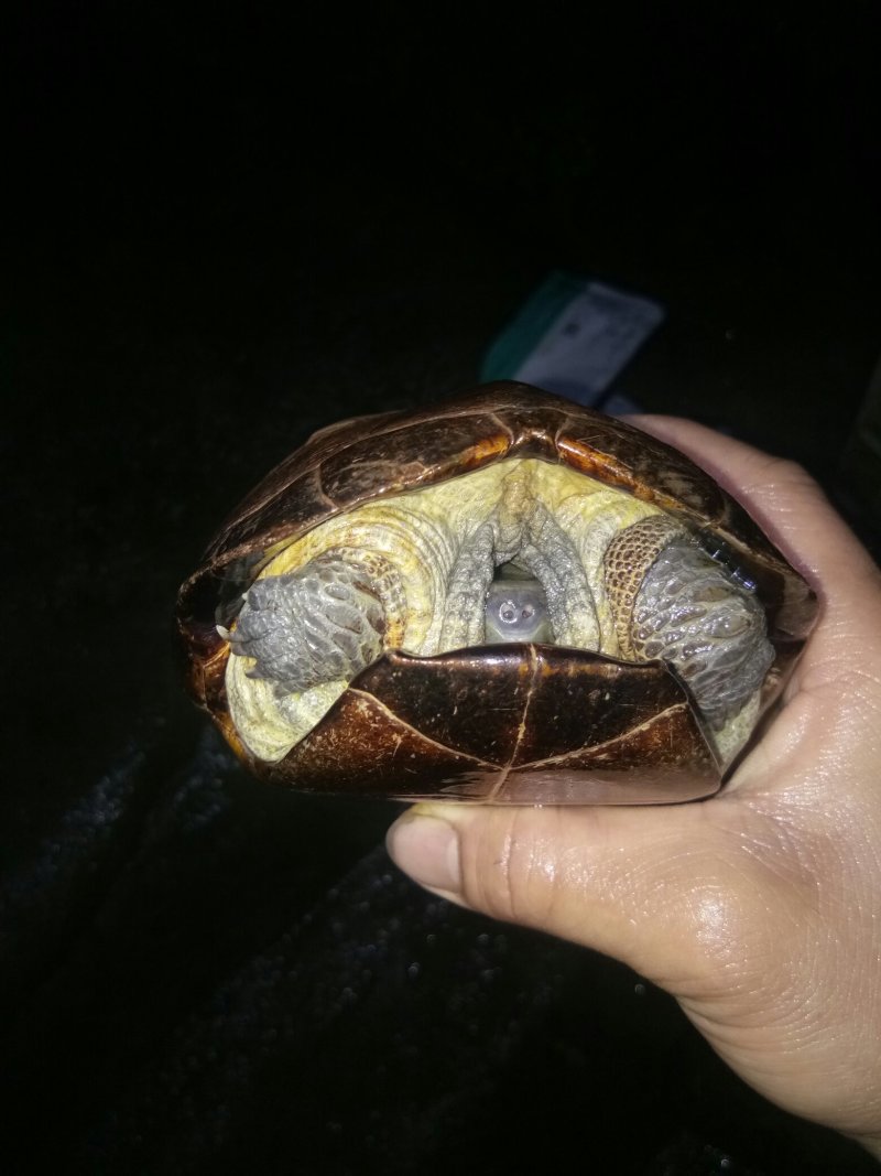 草龟