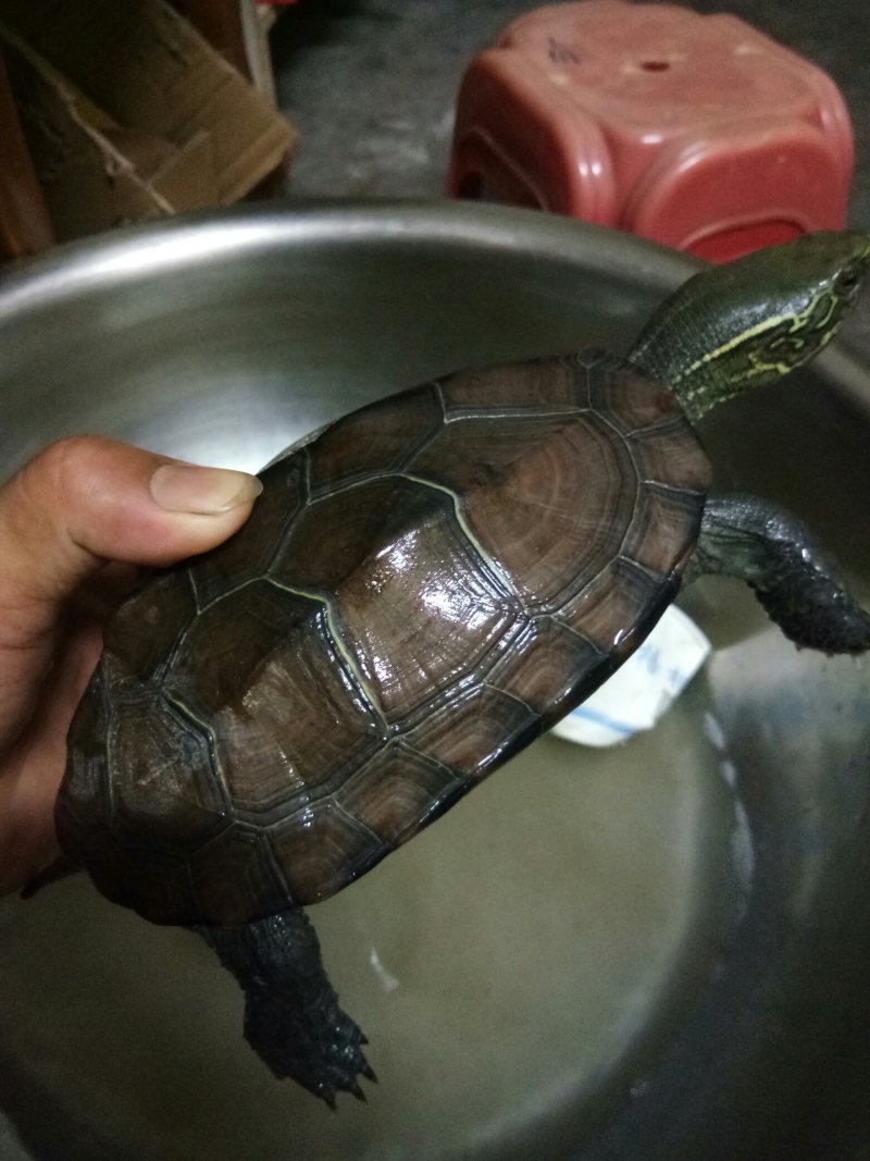 草龟