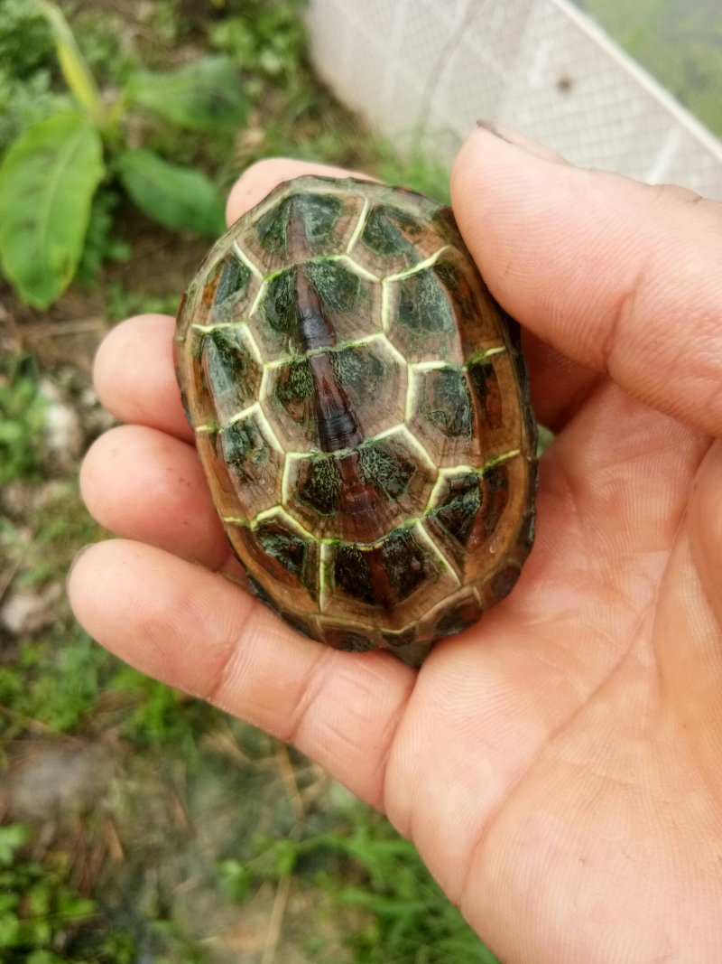 草龟