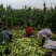 大伟粘苞米接受预定中，金科糯以大量上市口感好！