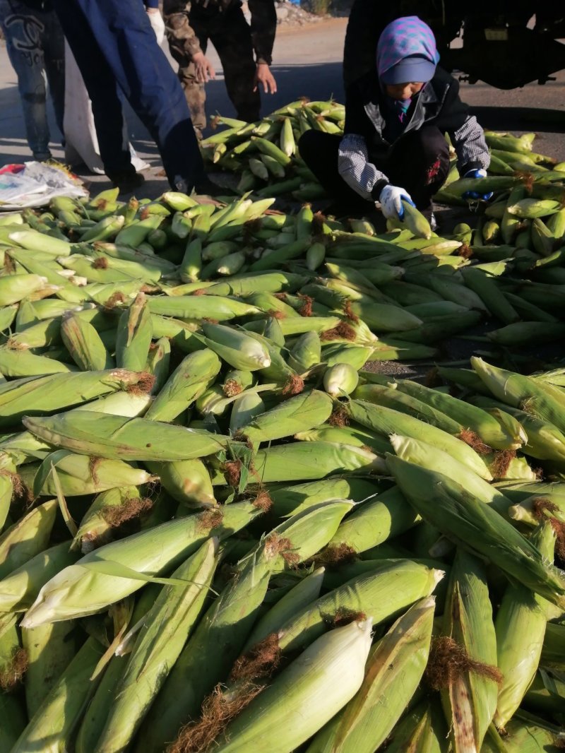 大伟粘苞米接受预定中，金科糯以大量上市口感好！