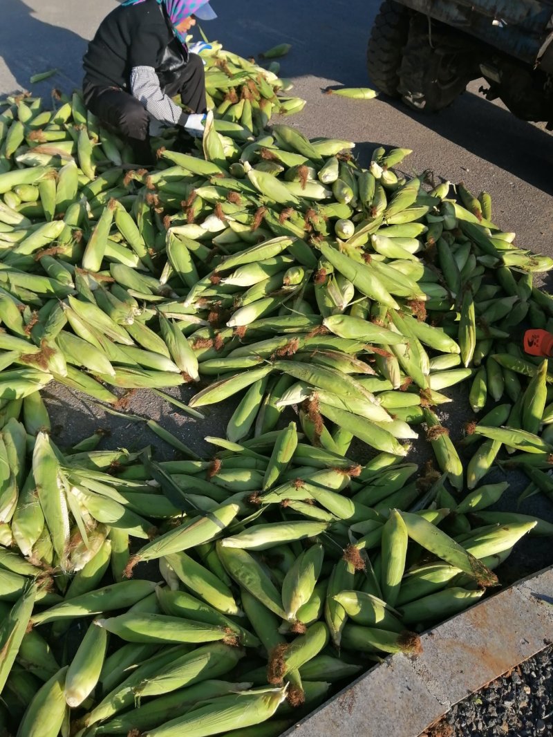 大伟粘苞米接受预定中，金科糯以大量上市口感好！