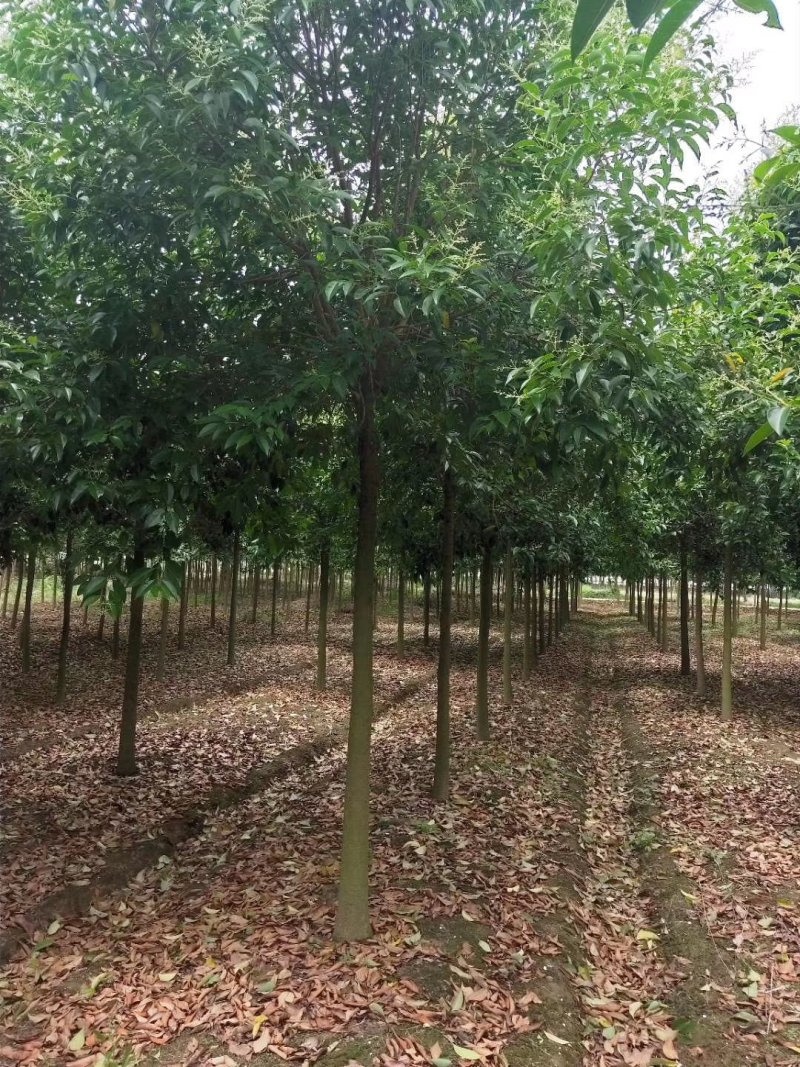 【精选】本苗圃常年大量供应各种规格大叶女贞，诚信经营