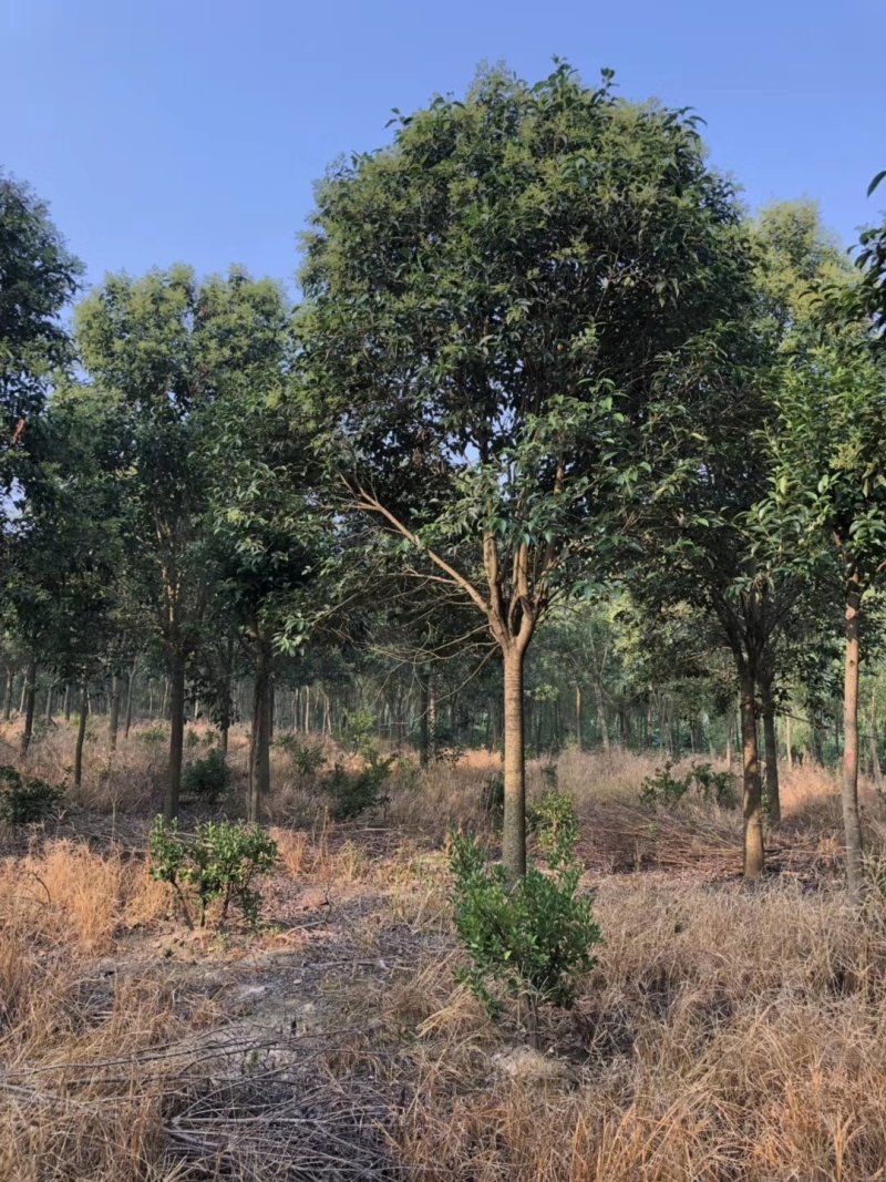 【精选】本苗圃常年大量供应各种规格大叶女贞，诚信经营