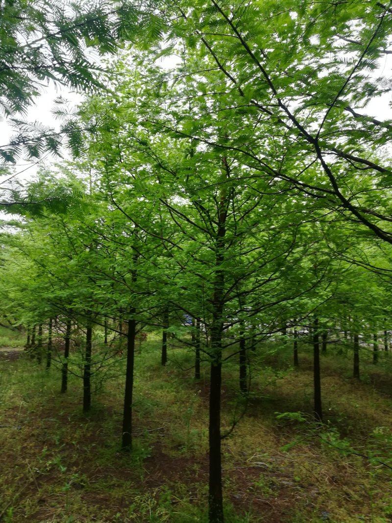 【精选】本苗圃常年大量供应各种规格大叶女贞，诚信经营