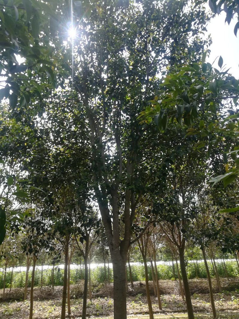 【精选】本苗圃常年大量供应各种规格大叶女贞，诚信经营