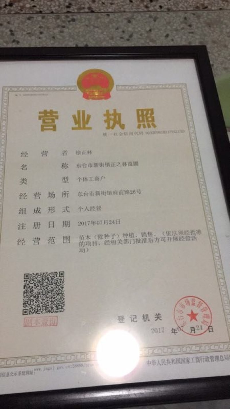 【精选】本苗圃常年大量供应各种规格大叶女贞，诚信经营