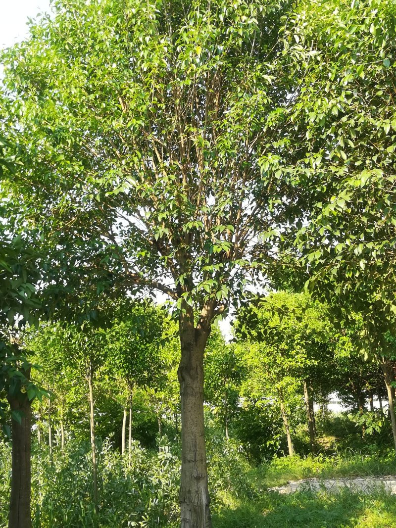 【精选】本苗圃常年大量供应各种规格大叶女贞，诚信经营