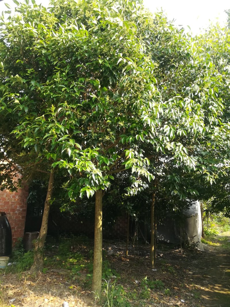 【精选】本苗圃常年大量供应各种规格大叶女贞，诚信经营