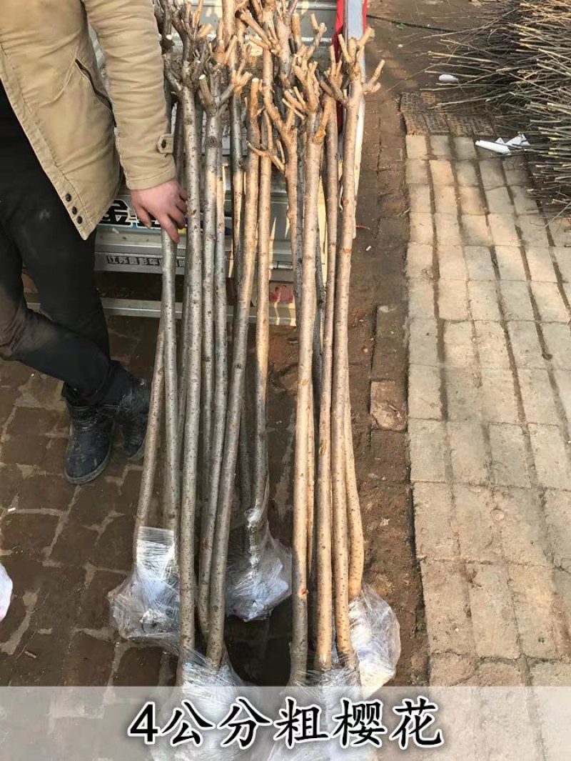 樱花苗，樱花树苗嫁接早樱树苗晚樱苗地栽樱花小苗绿化苗木