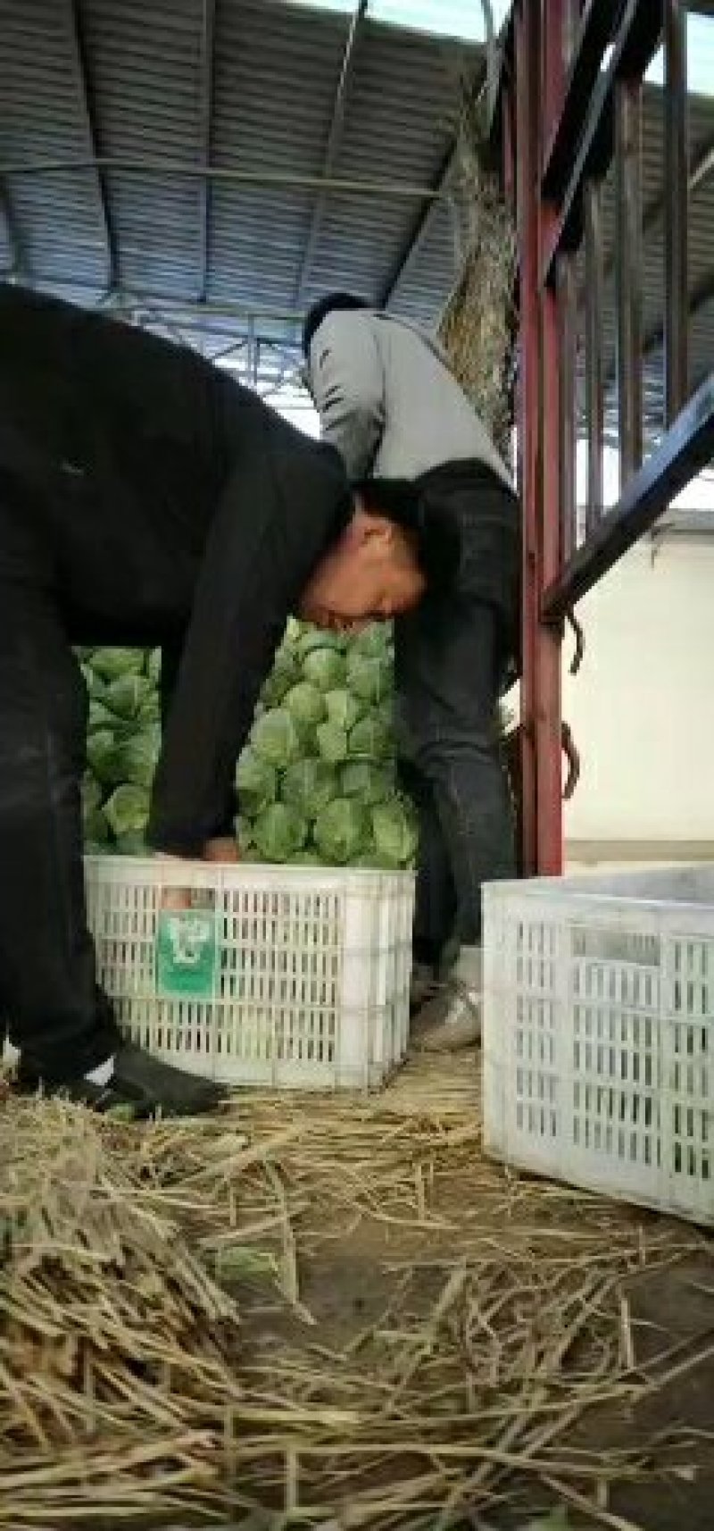 河北省昌黎县优质秋季甘蓝，欢迎新老客商前来洽谈