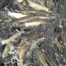 自家水库草鱼，0.1一3.5公斤，质量好，可免费送。