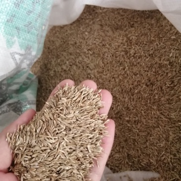 黑麦草籽，草坪籽