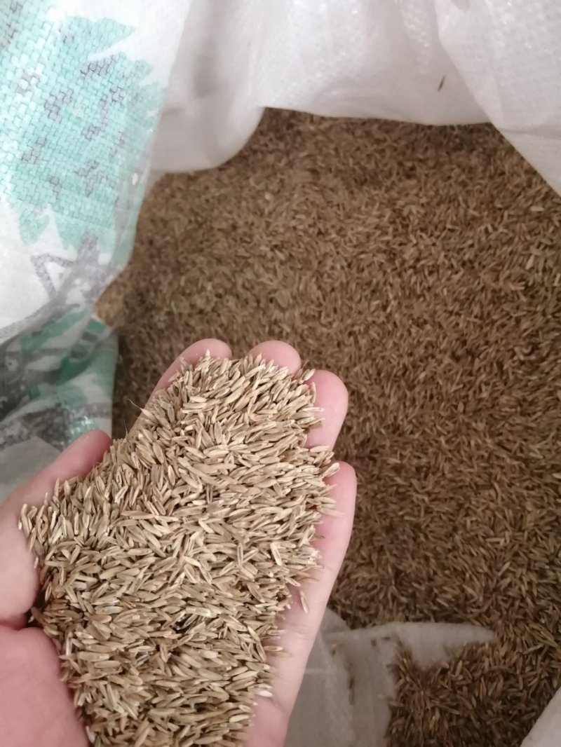 黑麦草籽，草坪籽