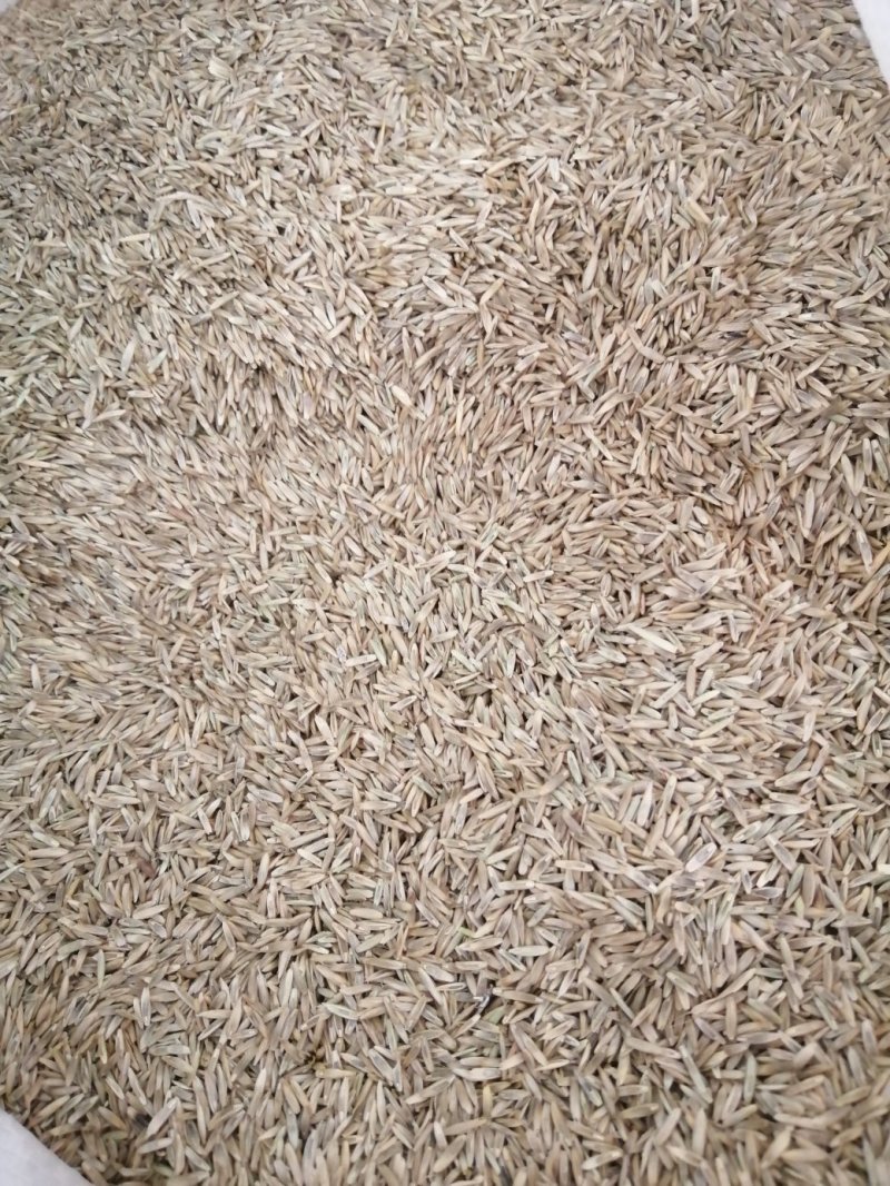 黑麦草籽，草坪籽