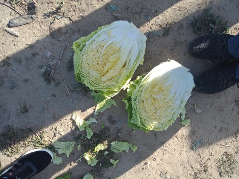 辽宁白菜/杠菜。新民包心白菜