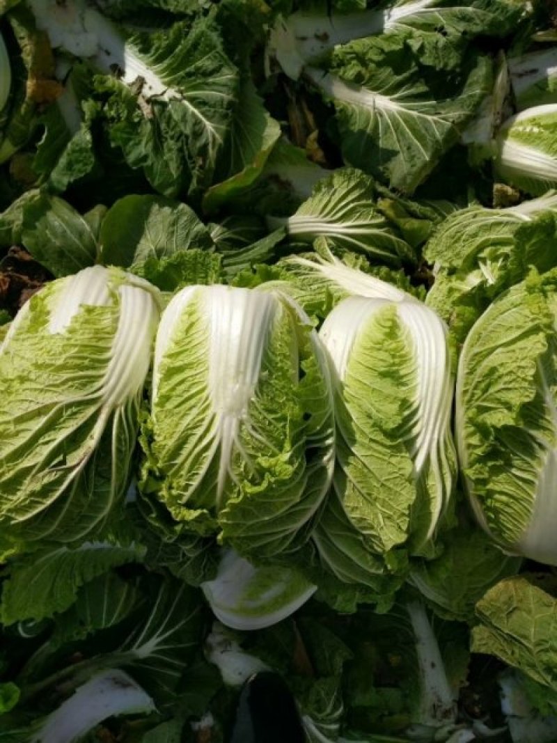 辽宁白菜/杠菜。新民包心白菜