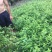 棣棠苗十大功劳多头丛生30-60高长年供应，基地直销
