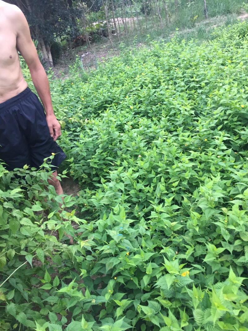 棣棠苗十大功劳多头丛生30-60高长年供应，基地直销