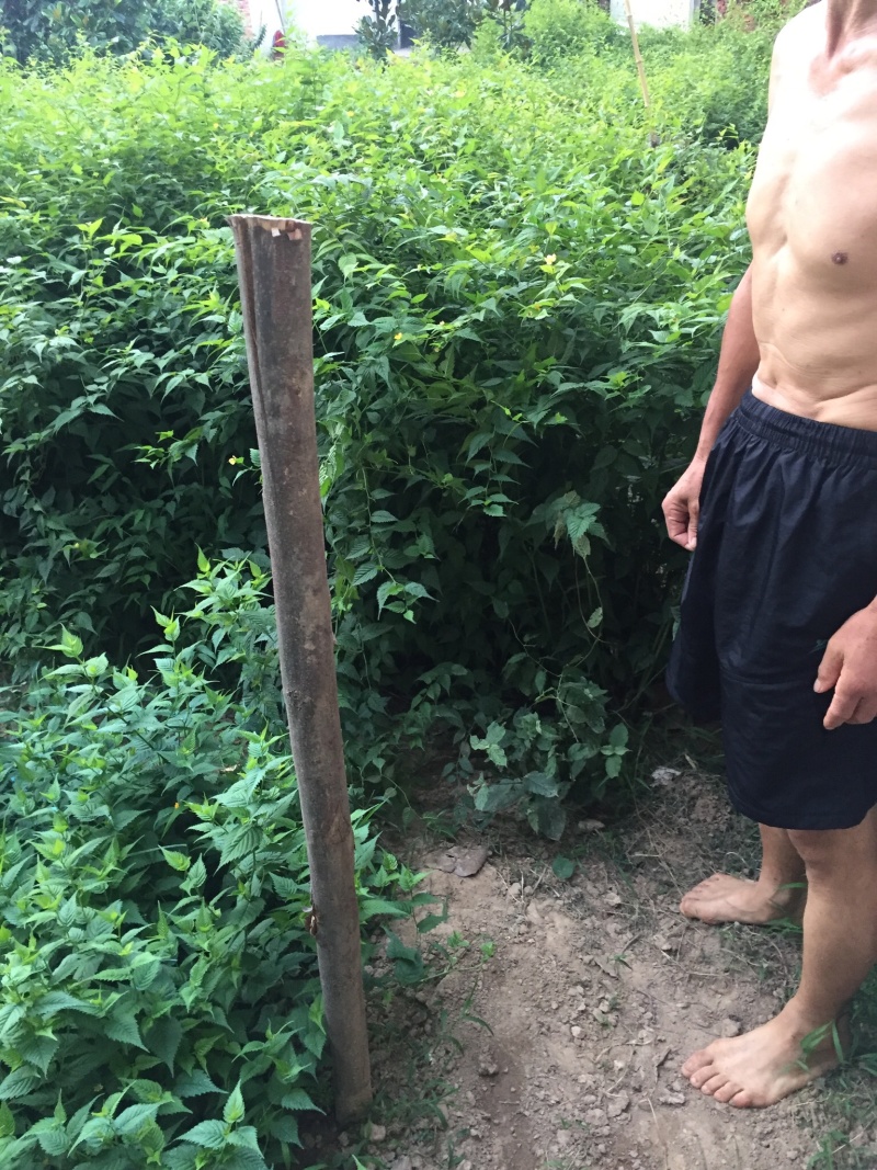 棣棠苗十大功劳多头丛生30-60高长年供应，基地直销