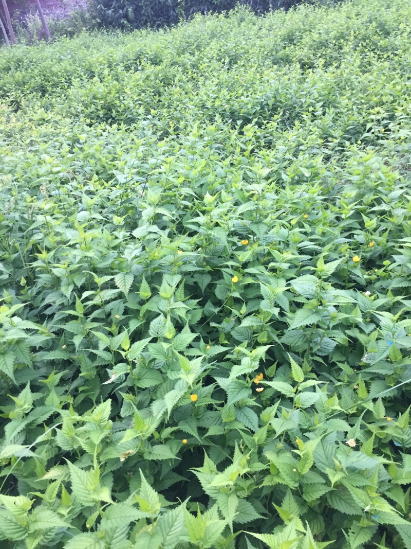 棣棠苗十大功劳多头丛生30-60高长年供应，基地直销