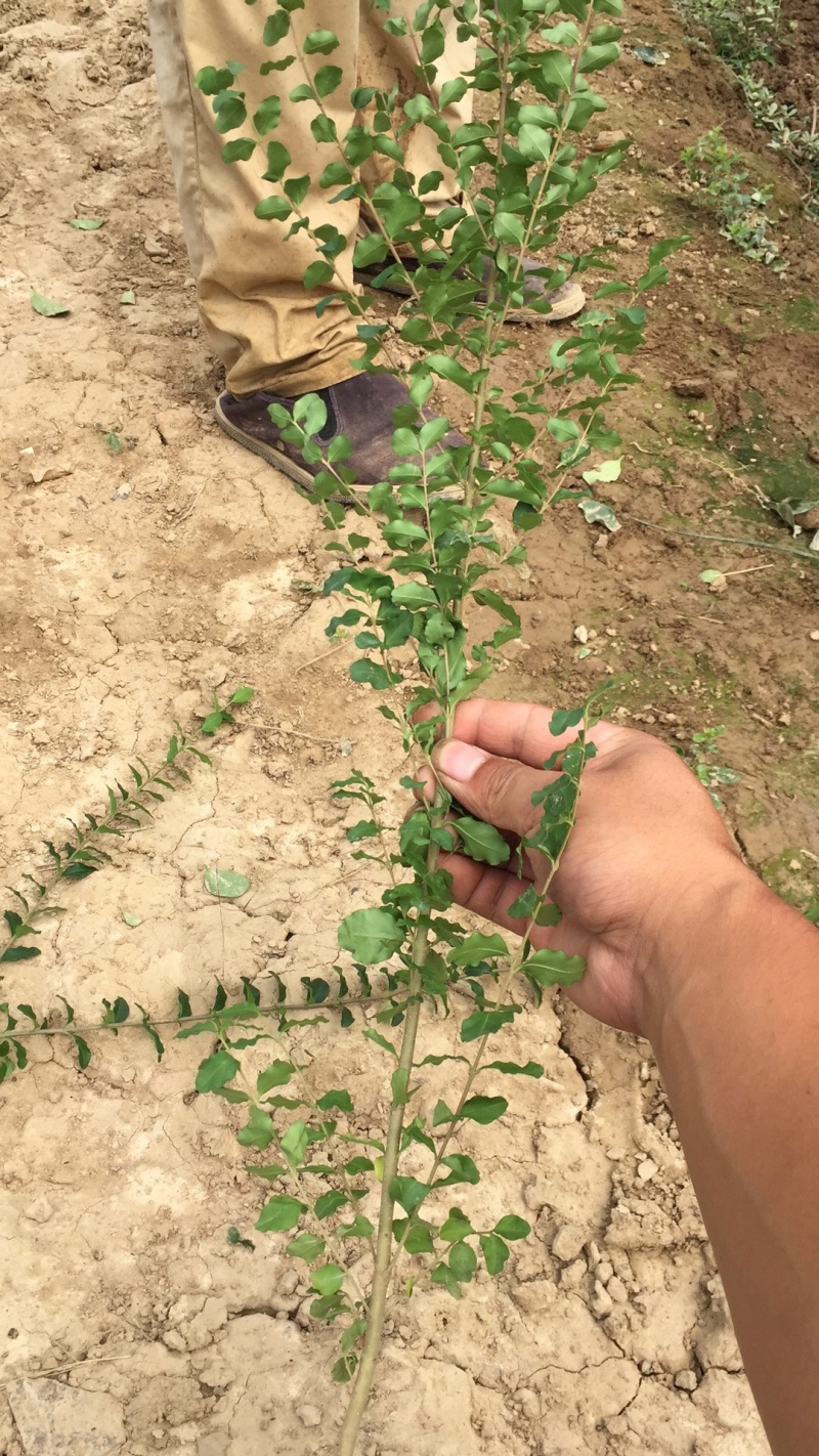 小叶女贞小叶黄杨自带分叉40高自产自销，品质保证