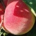 寒露蜜桃子大批量上市中。