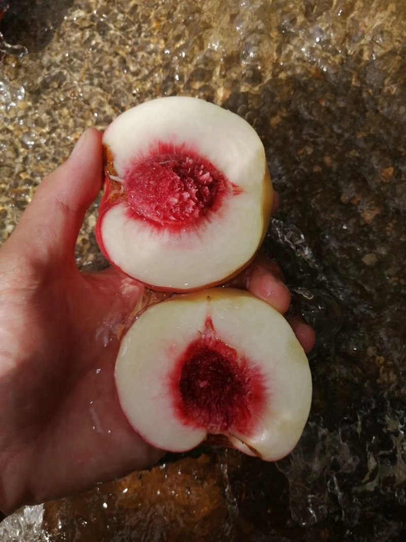 寒露蜜桃子大批量上市中。