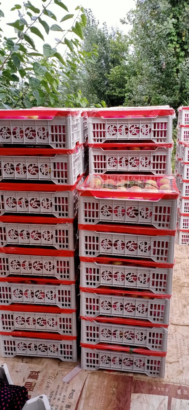 寒露蜜桃子大批量上市中。