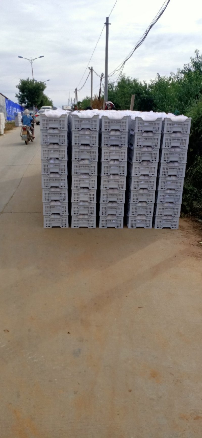 寒露蜜桃子大批量上市中。
