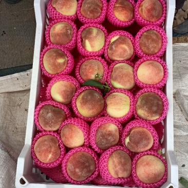 寒露蜜桃子大批量上市中。