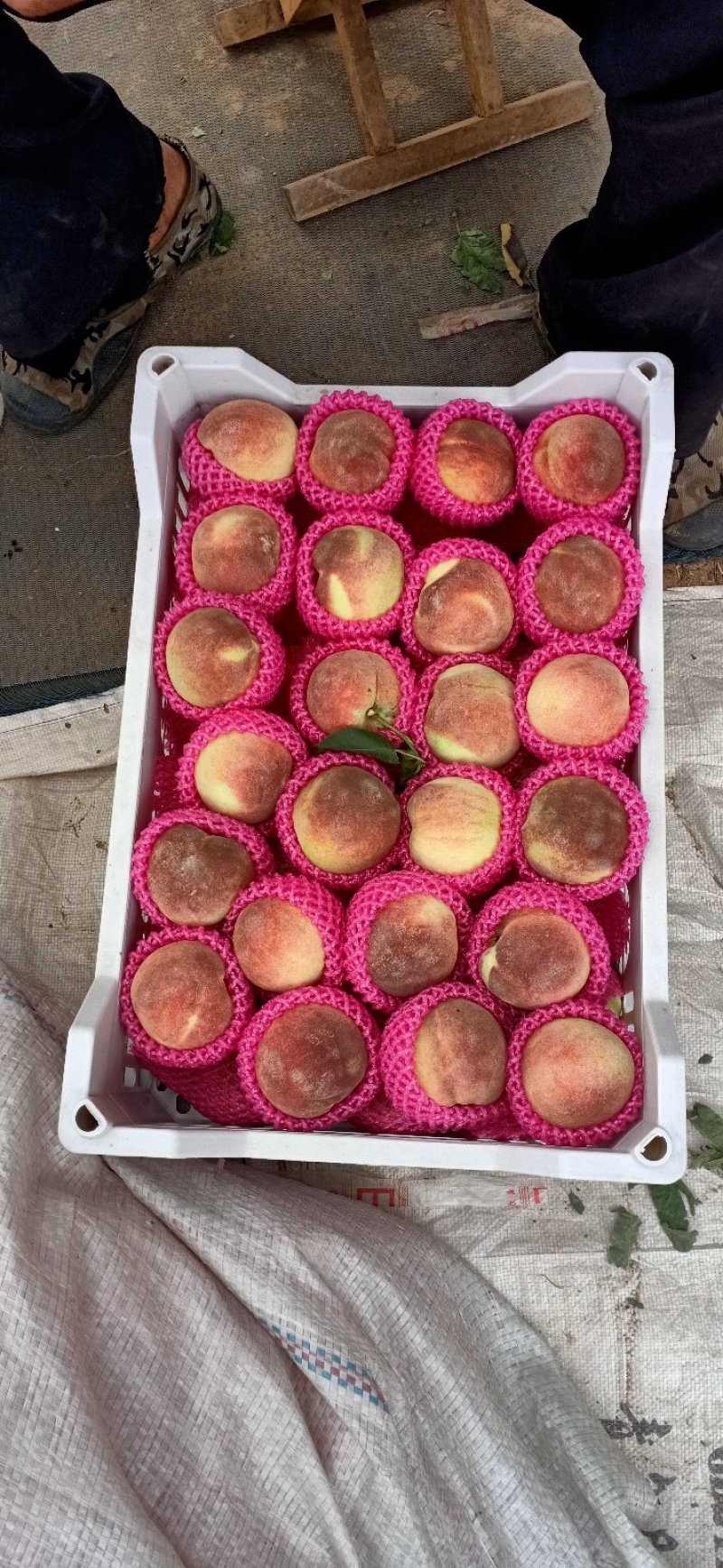 寒露蜜桃子大批量上市中。