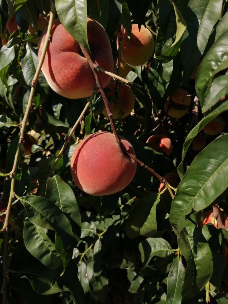 寒露蜜桃子大批量上市中。