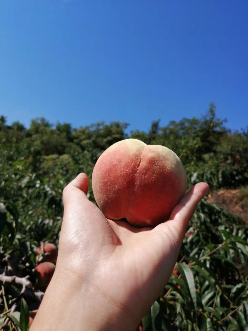 寒露蜜桃子大批量上市中。