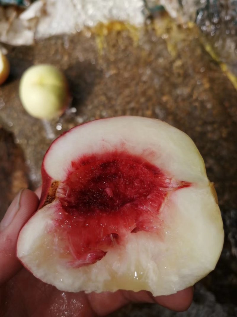 寒露蜜桃子大批量上市中。